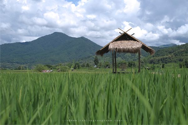 An image depicting “Tien-Na”, in Northern Thailand, source: taklongtongteaw